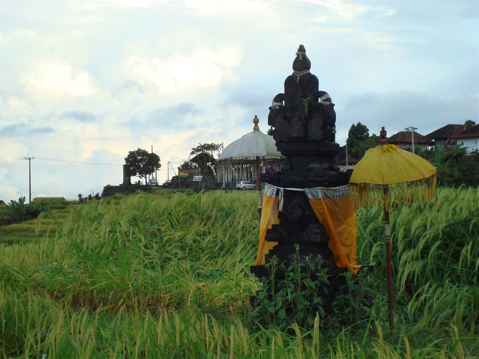 Rice Terrace & Volcano Tour - 8 hours - Rp 650.000