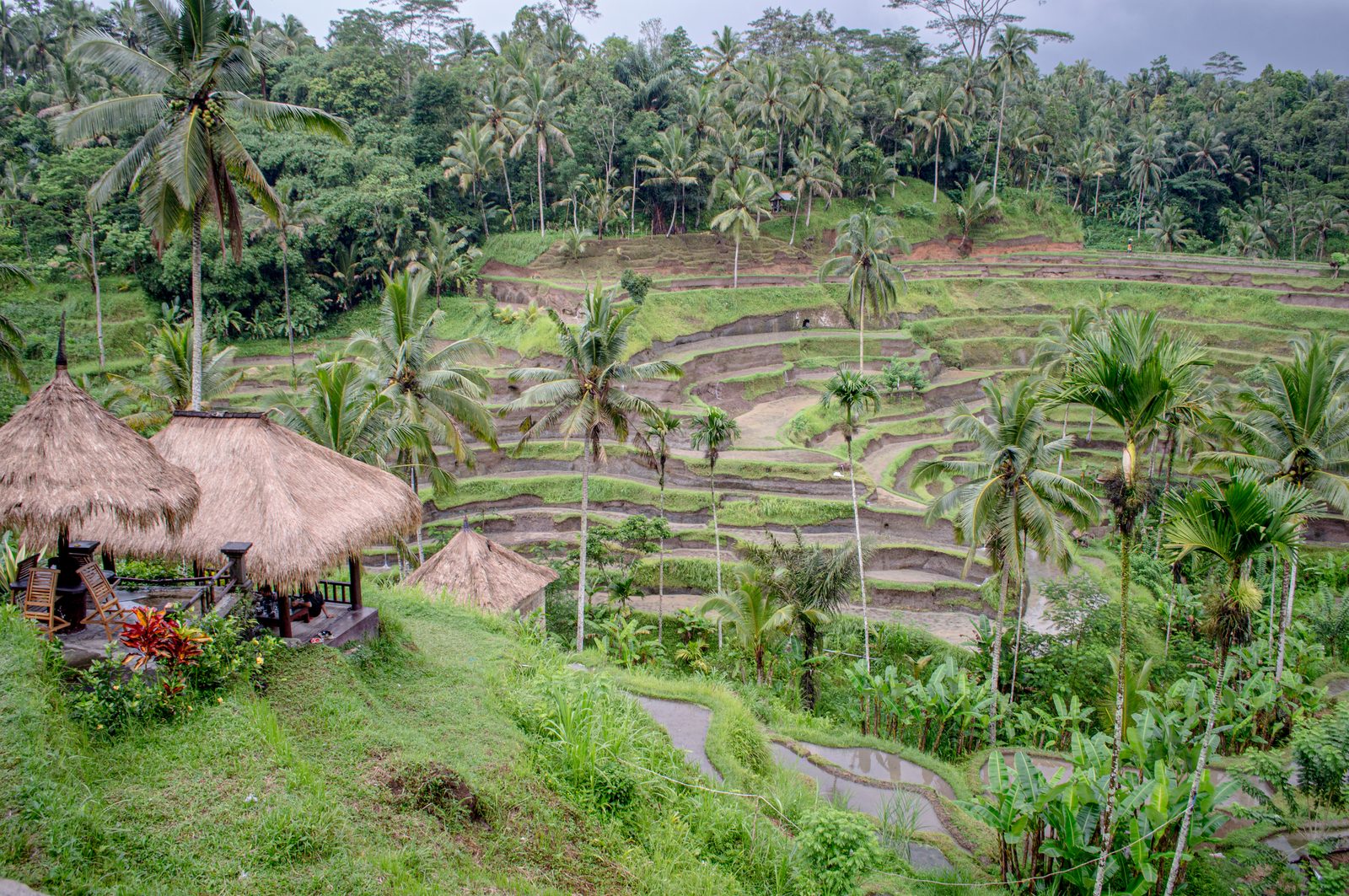 Beautiful rice terraces in Bali